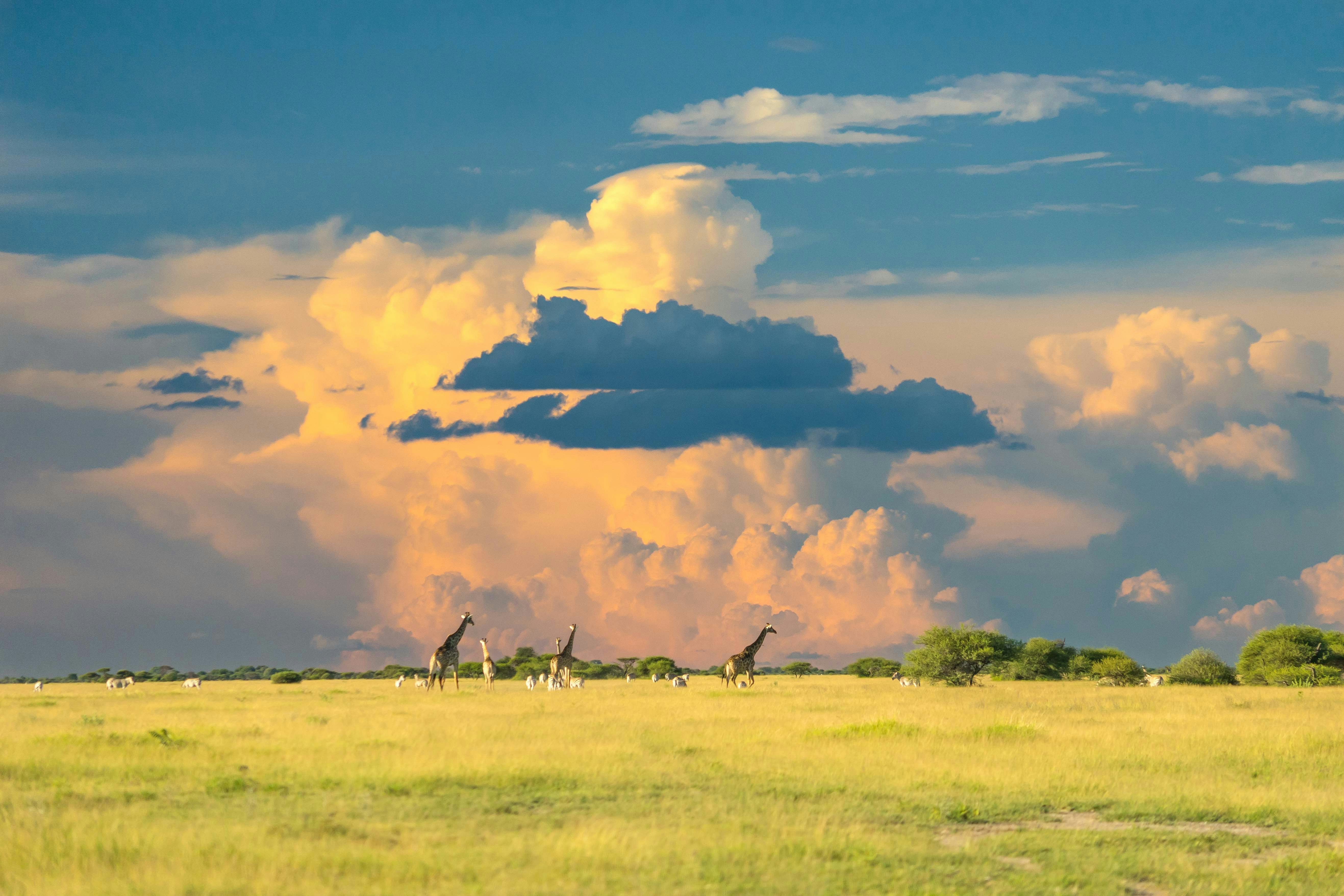 Africa scenery