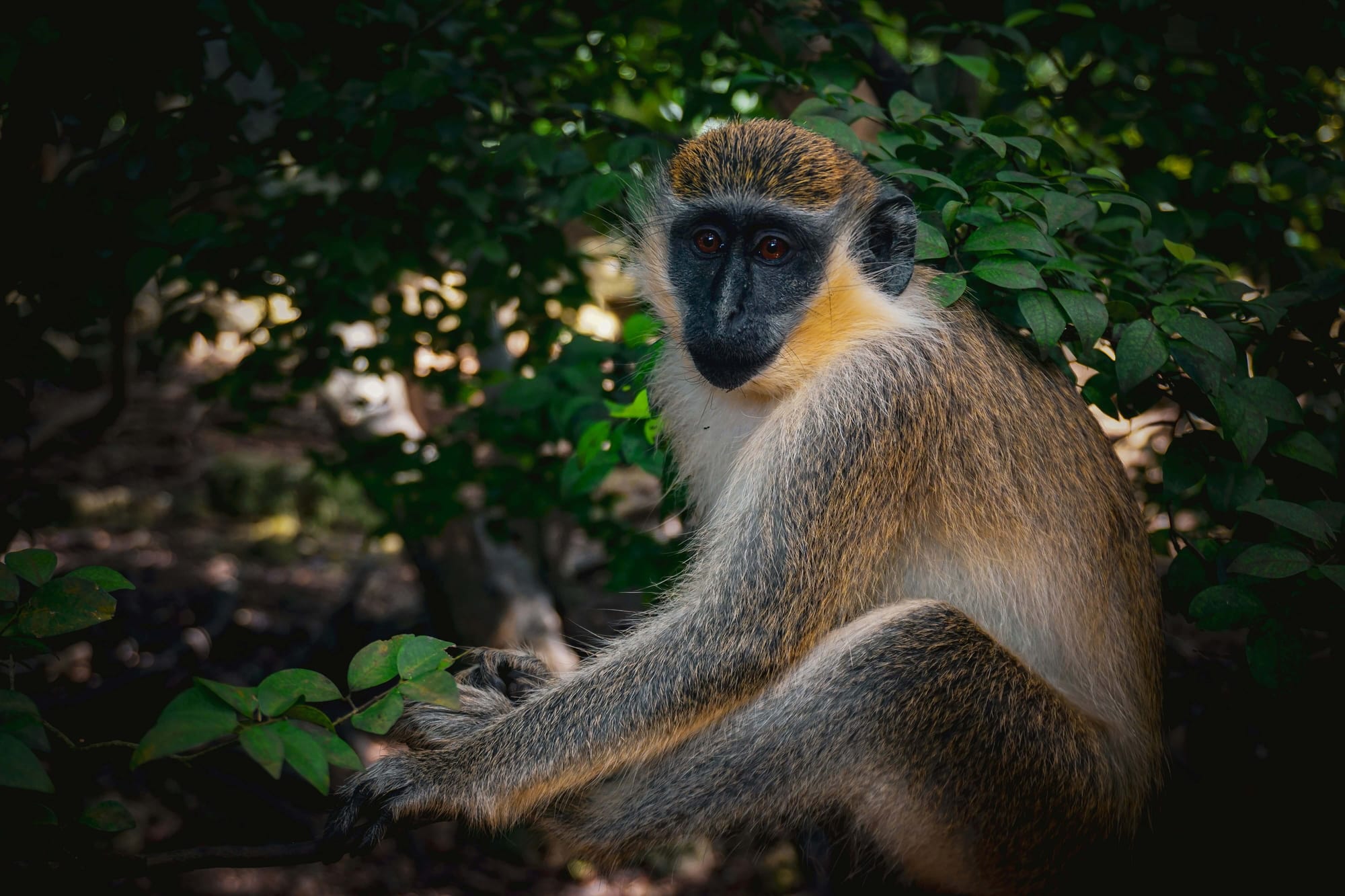 Barbados Wildlife Reserve, Saint Peter, Barbados — a green vervet monkey in the Barbados Wildlife Reserve