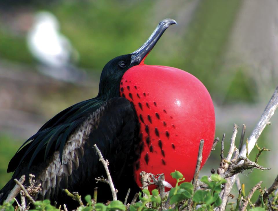 Codrington Lagoon Frigate Bird Sanctuary, Barbuda — a magnificent frigatebird at the Codrington Lagoon Sanctuary