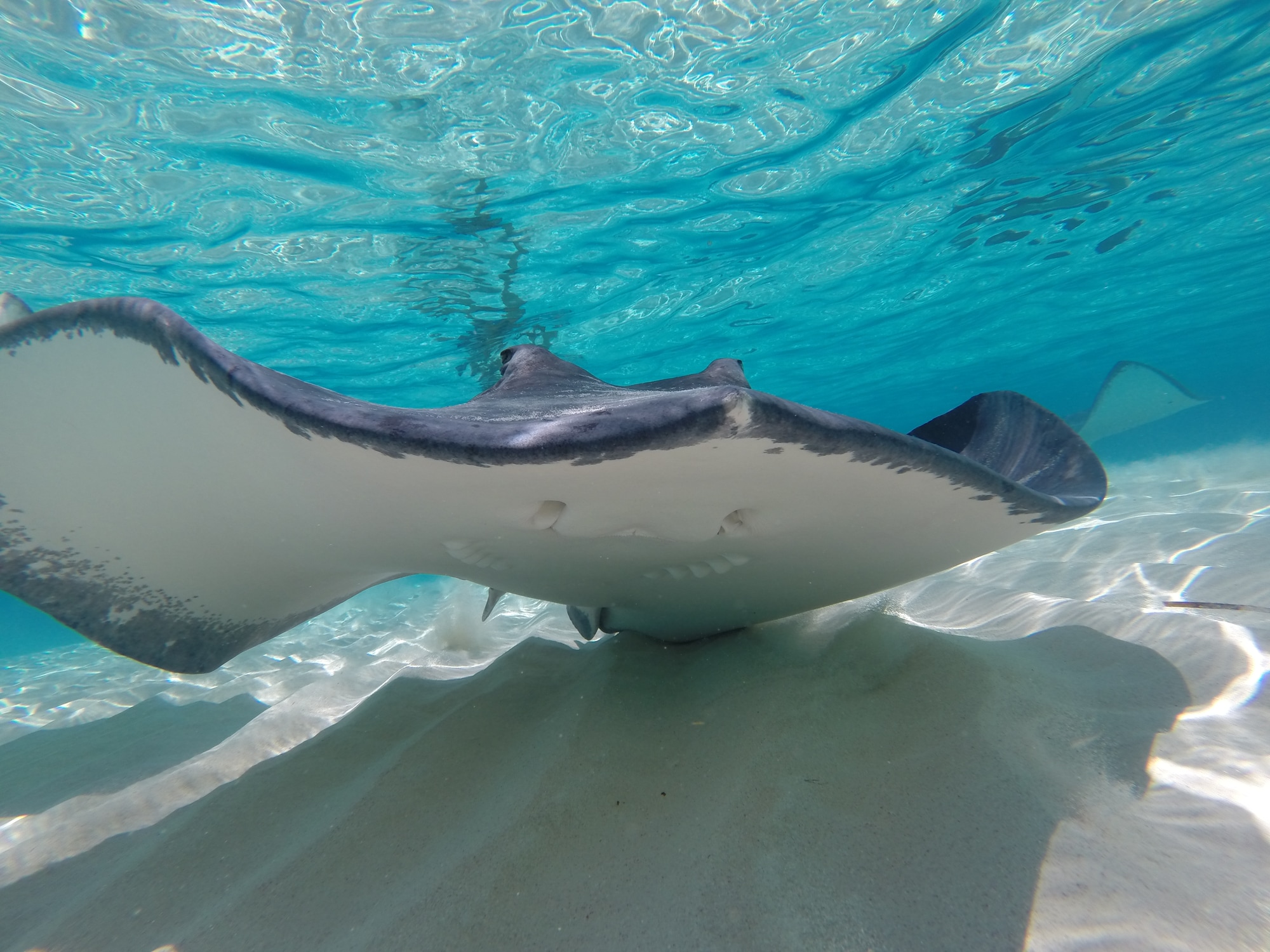 Stingray City, Grand Cayman, Cayman Islands — swimming with southern stingrays at Stingray City Sandbar